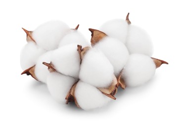 Photo of Beautiful fluffy cotton flowers isolated on white