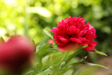Photo of Beautiful red peony outdoors on spring day, closeup