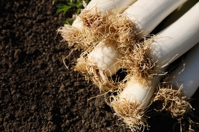 Photo of Fresh raw leeks on ground outdoors, closeup. Space for text
