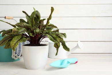 Photo of Potted sorrel plant and gardening tools on white wooden table. Space for text