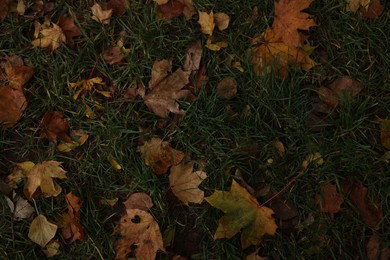 Photo of Autumn dry leaves on green grass outdoors, top view
