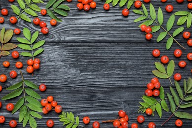 Frame of fresh ripe rowan berries and green leaves on black wooden table, flat lay. Space for text