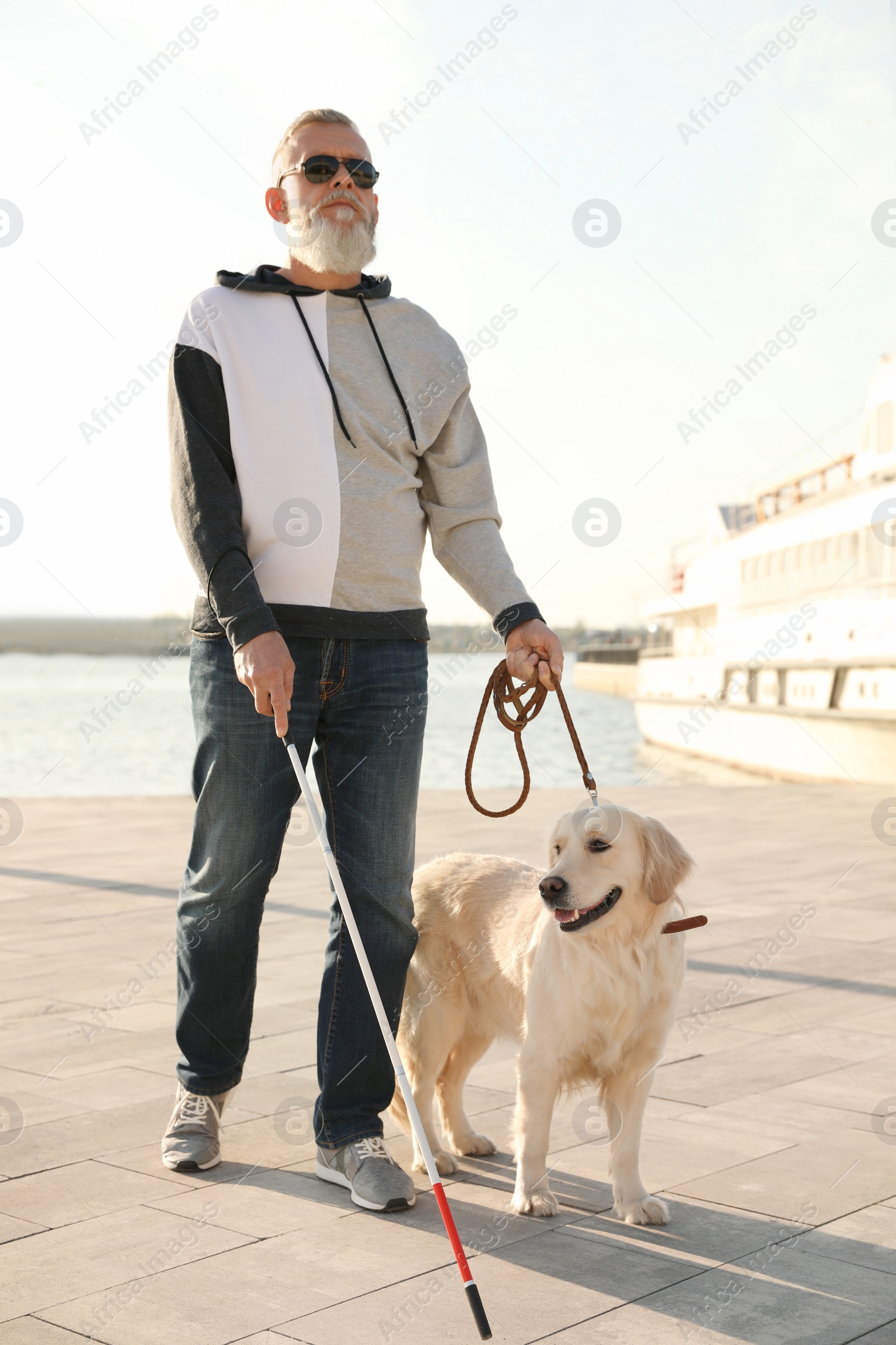 Photo of Guide dog helping blind person with long cane walking in city