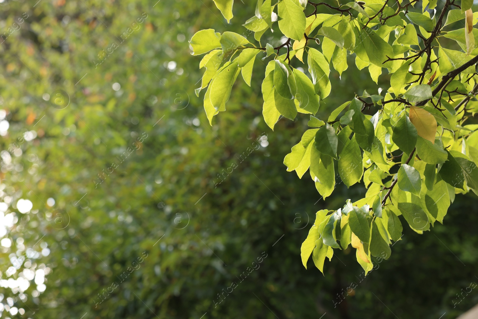 Photo of Beautiful tree growing outdoors, space for text