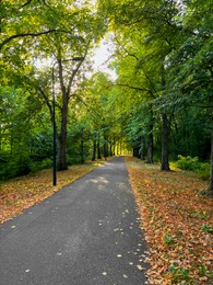 Photo of Beautiful landscape with pathway among tall trees in park