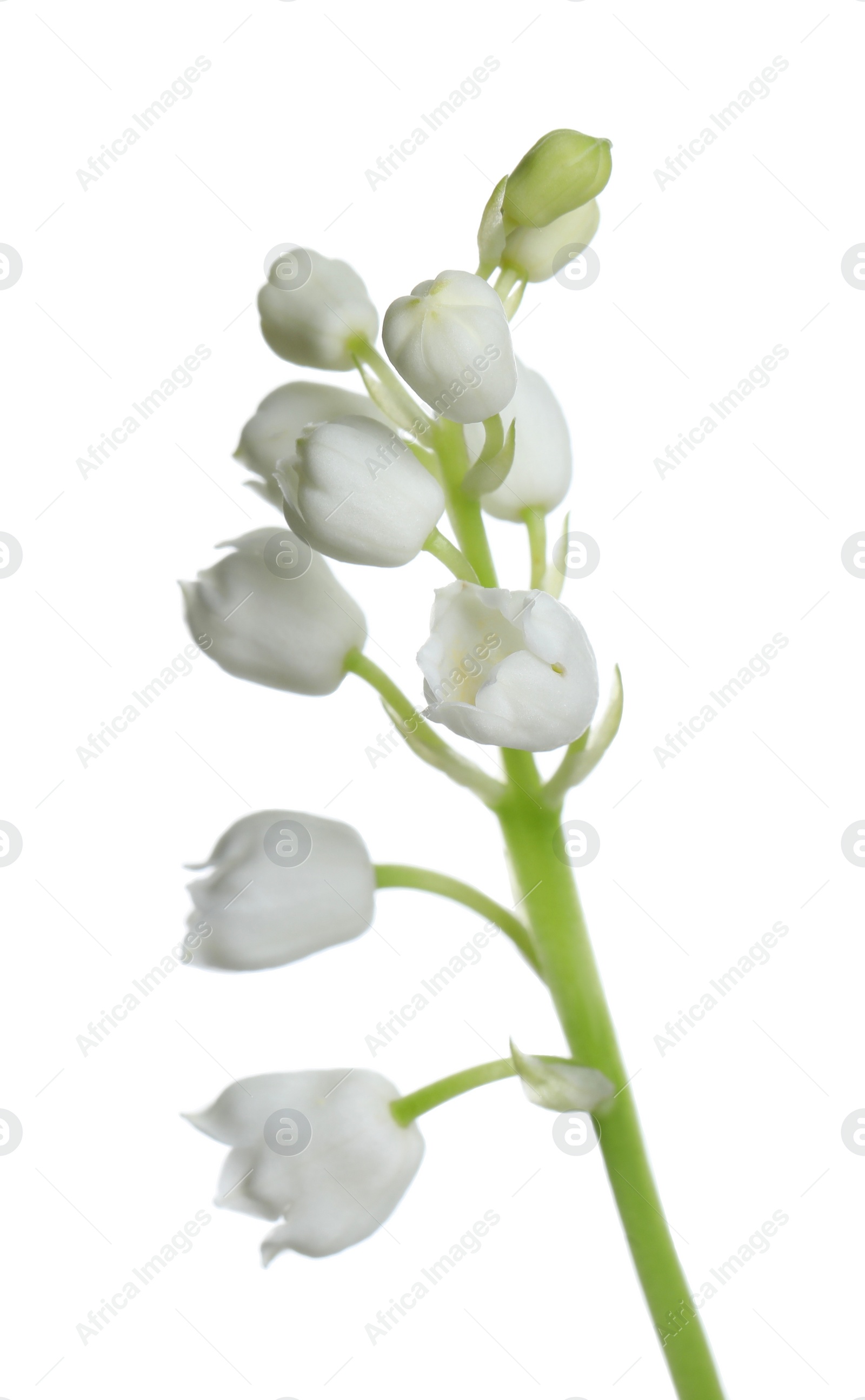 Photo of Beautiful lily of the valley flower on white background