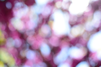 Photo of Blossoming tree outdoors, blurred view. Bokeh effect