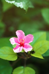 Photo of Beautiful flower at tropical resort on sunny day