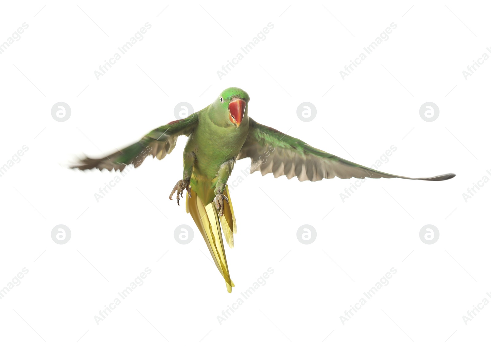 Photo of Beautiful Alexandrine parakeet flying isolated on white