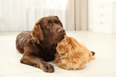 Photo of Cat and dog together on floor indoors. Fluffy friends