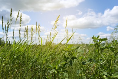 Photo of Beautiful green grass growing in field on sunny day