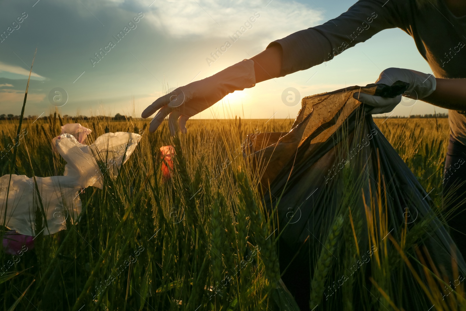 Photo of Woman collecting garbage in wheat field, closeup