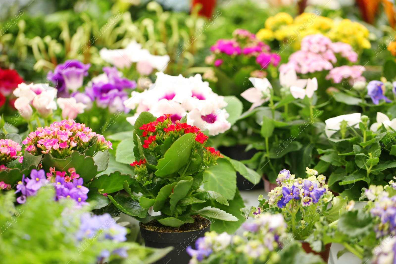 Photo of Beautiful blooming kalanchoe and primula flowers. Tropical plants