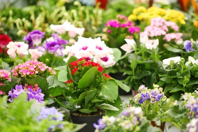 Photo of Beautiful blooming kalanchoe and primula flowers. Tropical plants