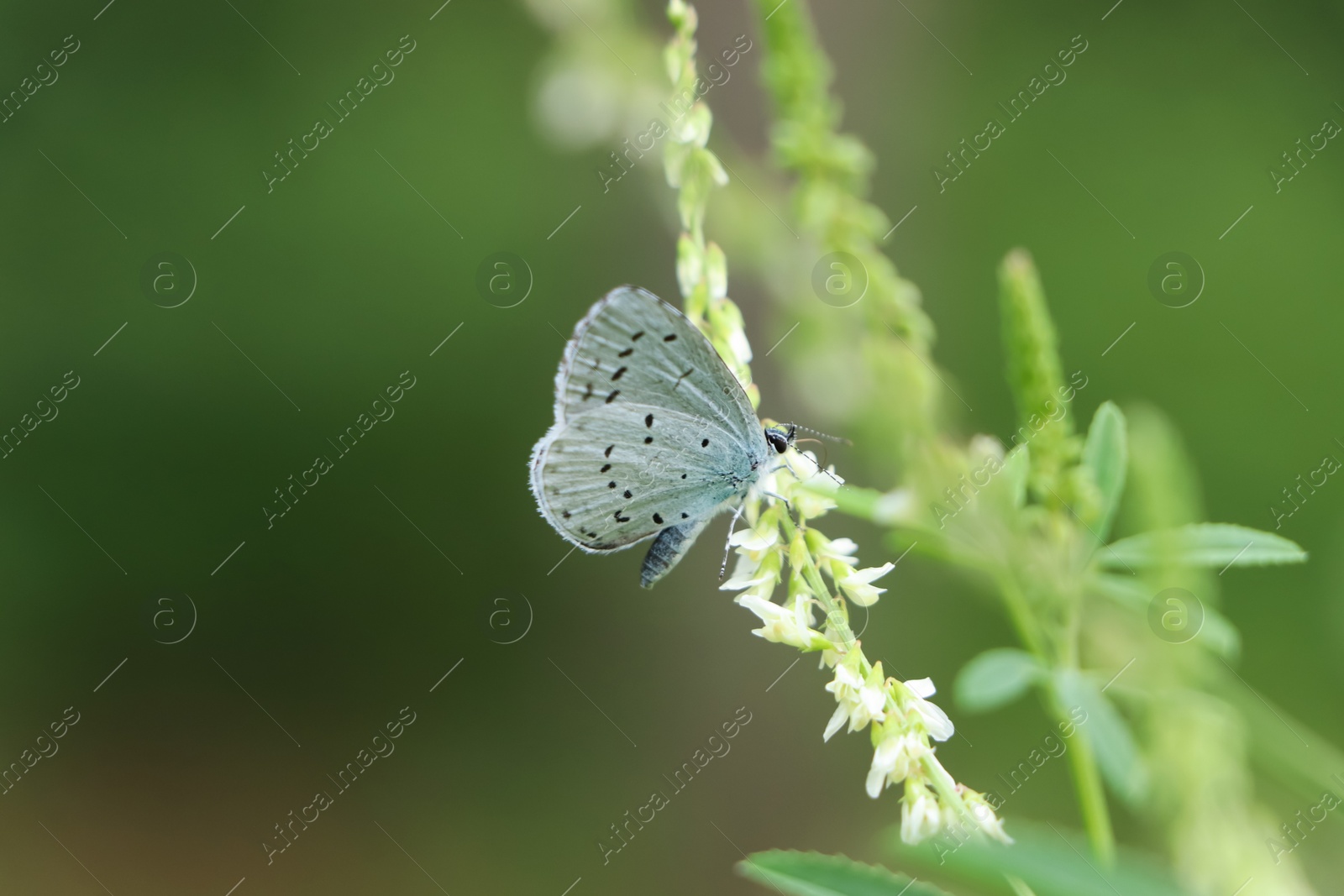 Photo of Closeup view of beautiful butterfly on flower against blurred background. Space for text