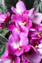 Photo of Beautiful violet flowers, closeup. Plant for house decor