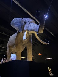 Leiden, Netherlands - June 18, 2022: Big stuffed elephant in Naturalis Biodiversity Center, low angle view