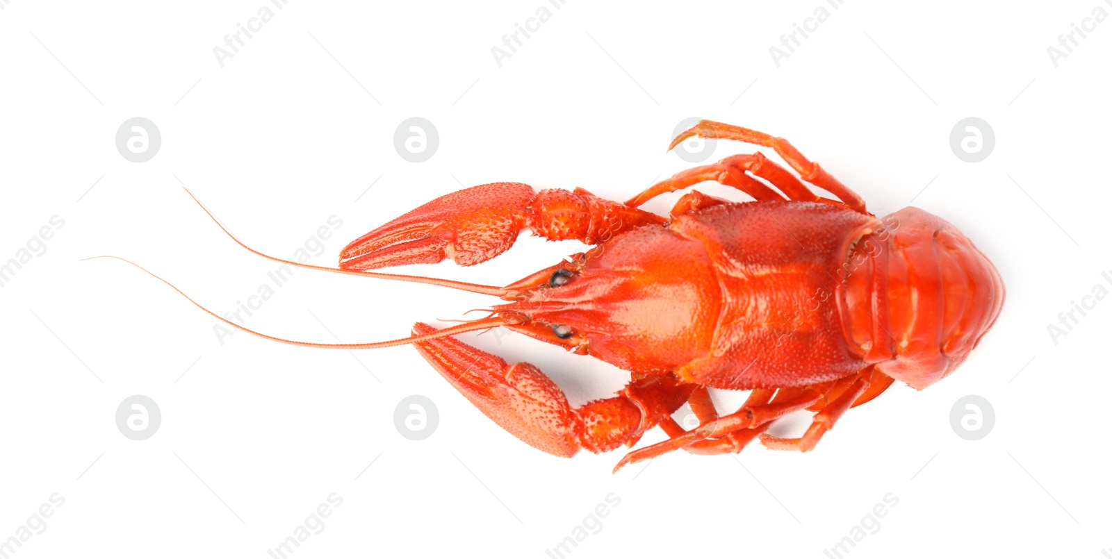 Photo of Fresh delicious boiled crayfish isolated on white, top view