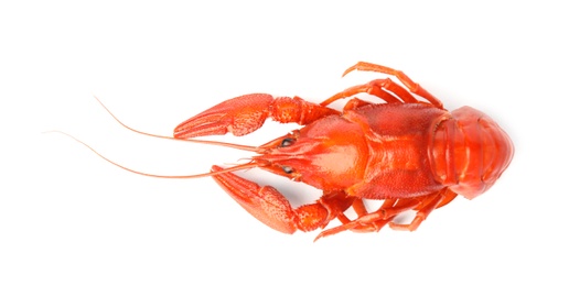 Fresh delicious boiled crayfish isolated on white, top view