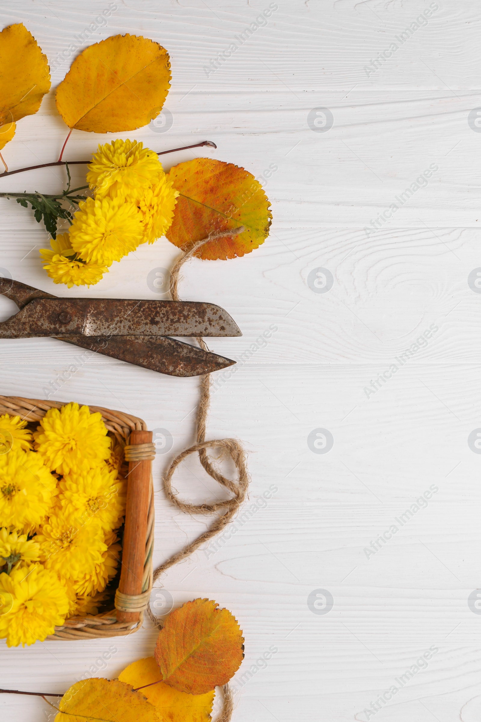 Photo of Flat lay composition with scissors, twine and Chrysanthemum flowers on white wooden table, space for text