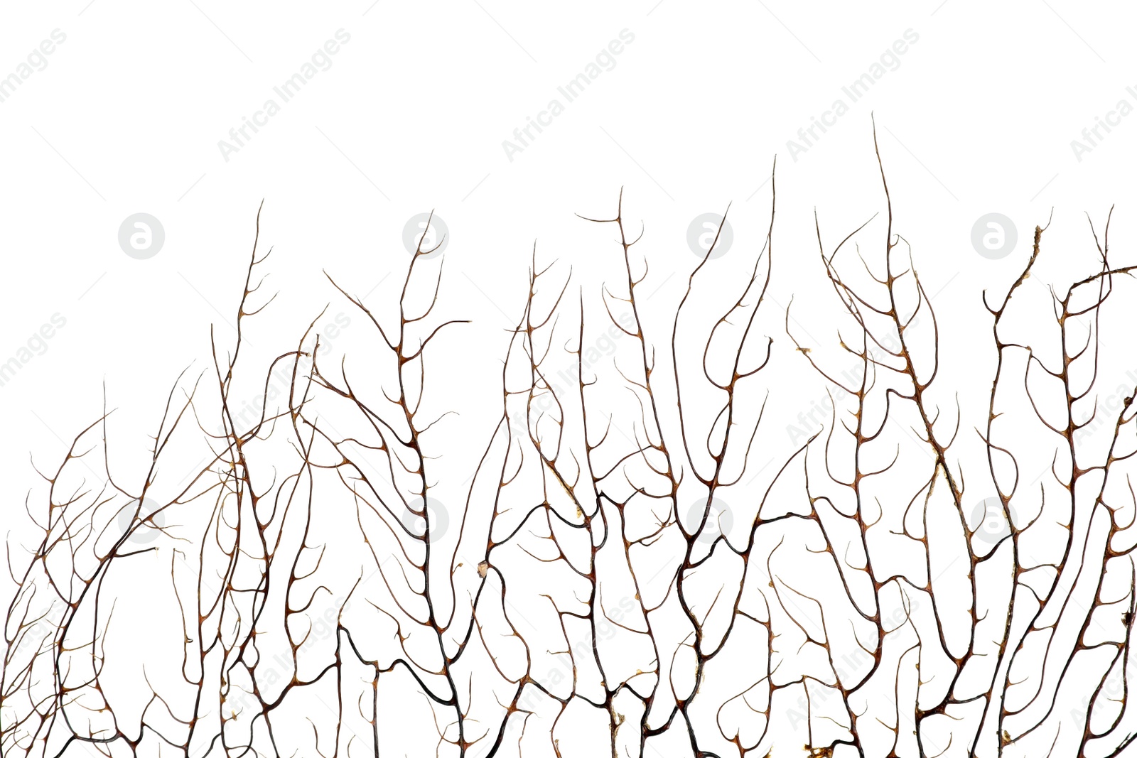 Photo of Beautiful exotic branching coral on white background, closeup