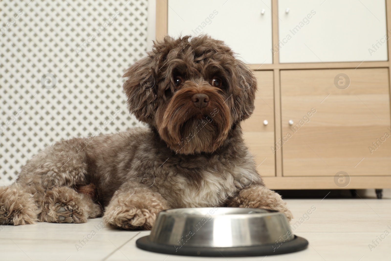 Photo of Cute Maltipoo dog and his bowl at home. Lovely pet