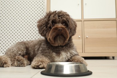 Cute Maltipoo dog and his bowl at home. Lovely pet