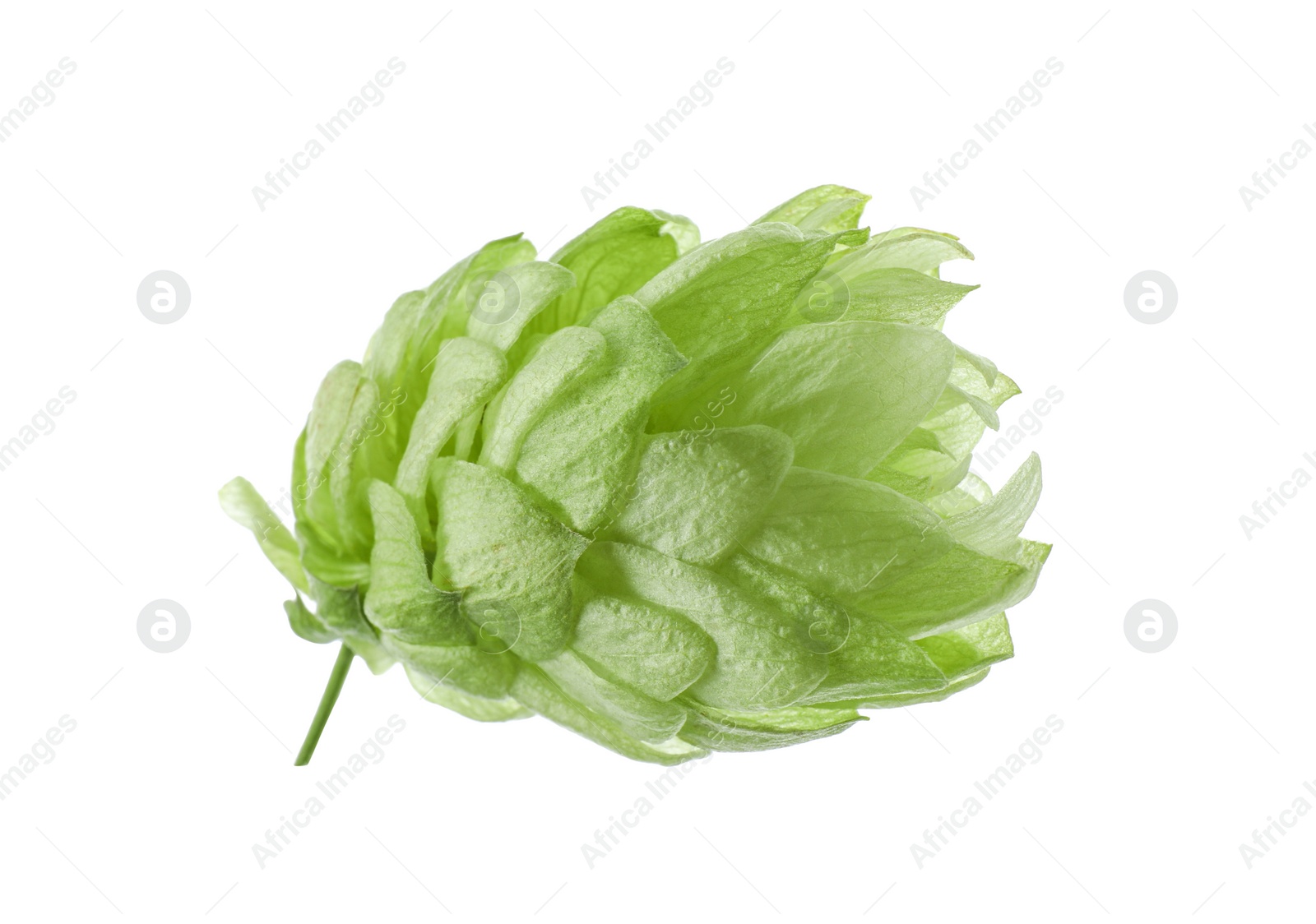 Photo of One fresh green hop isolated on white