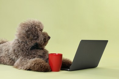Cute Toy Poodle dog near laptop and cup on green background