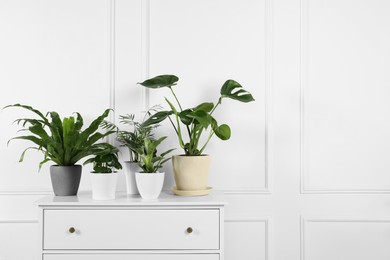 Photo of Many different houseplants in pots on chest of drawers near white wall, space for text