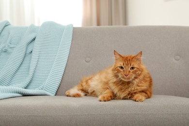 Photo of Cute friendly cat looking at camera on sofa indoors