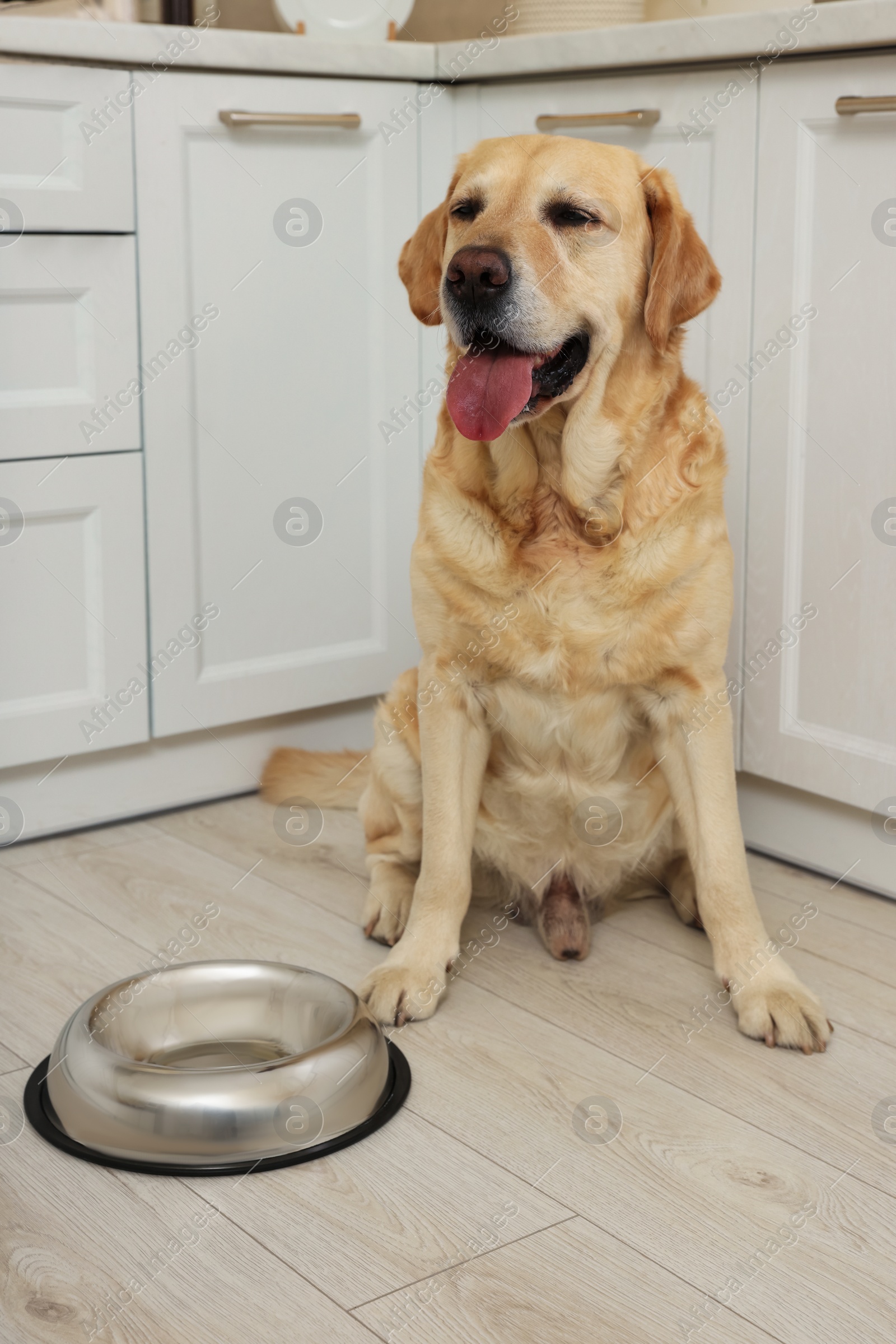 Photo of Cute Labrador Retriever waiting near feeding bowl on floor indoors