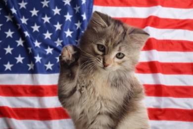 Image of Cute little kitten against national flag of United States of America