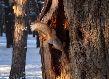 Photo of Cute squirrel in tree hollow outdoors. Winter forest
