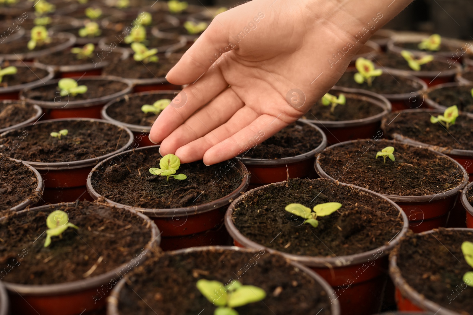 Photo of Woman taking care of seedlings in greenhouse, closeup