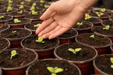 Photo of Woman taking care of seedlings in greenhouse, closeup