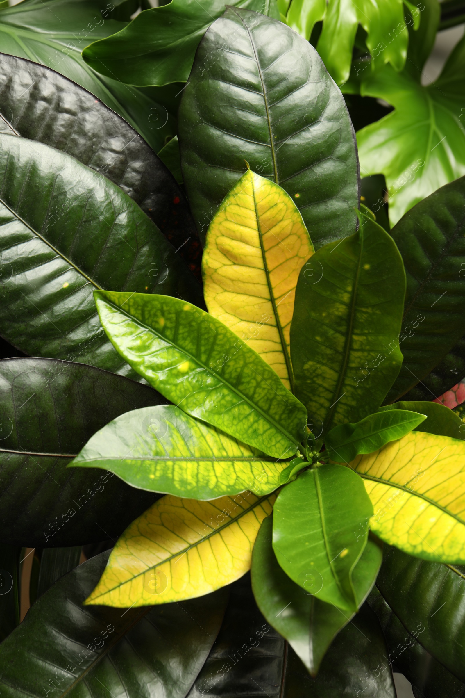 Photo of Codiaeum with lush leaves in garden. Tropical plant