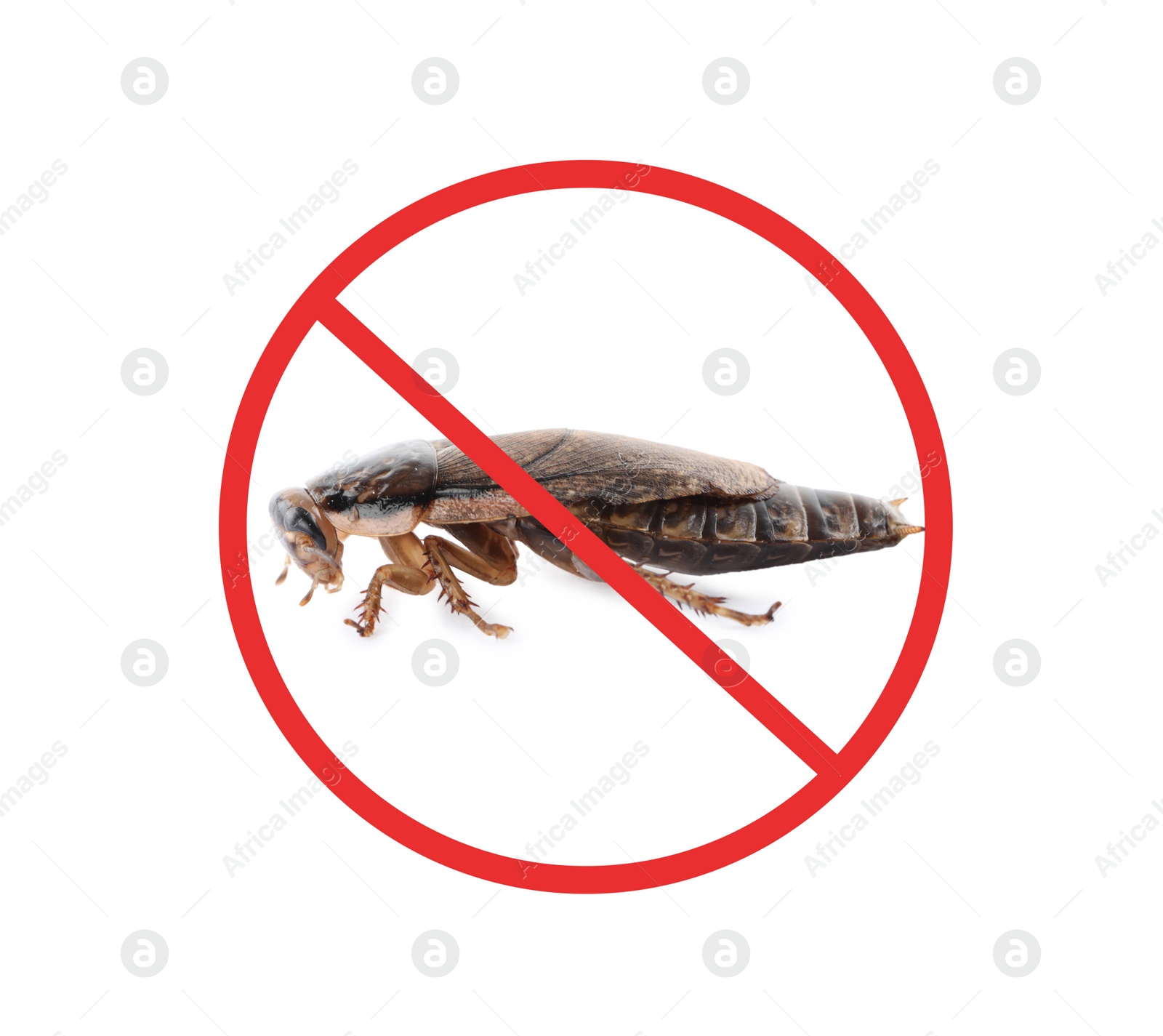 Image of Cockroach with red prohibition sign on white background. Pest control