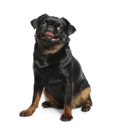 Photo of Adorable black Petit Brabancon dog sitting on white background