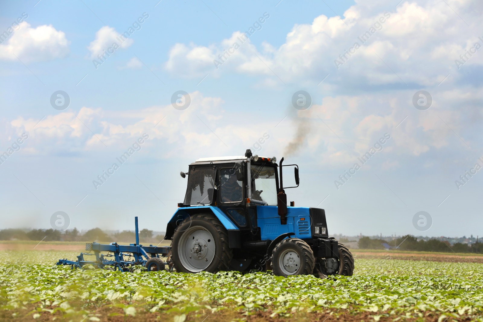 Photo of Modern tractor cultivating field of ripening sunflowers. Agricultural industry