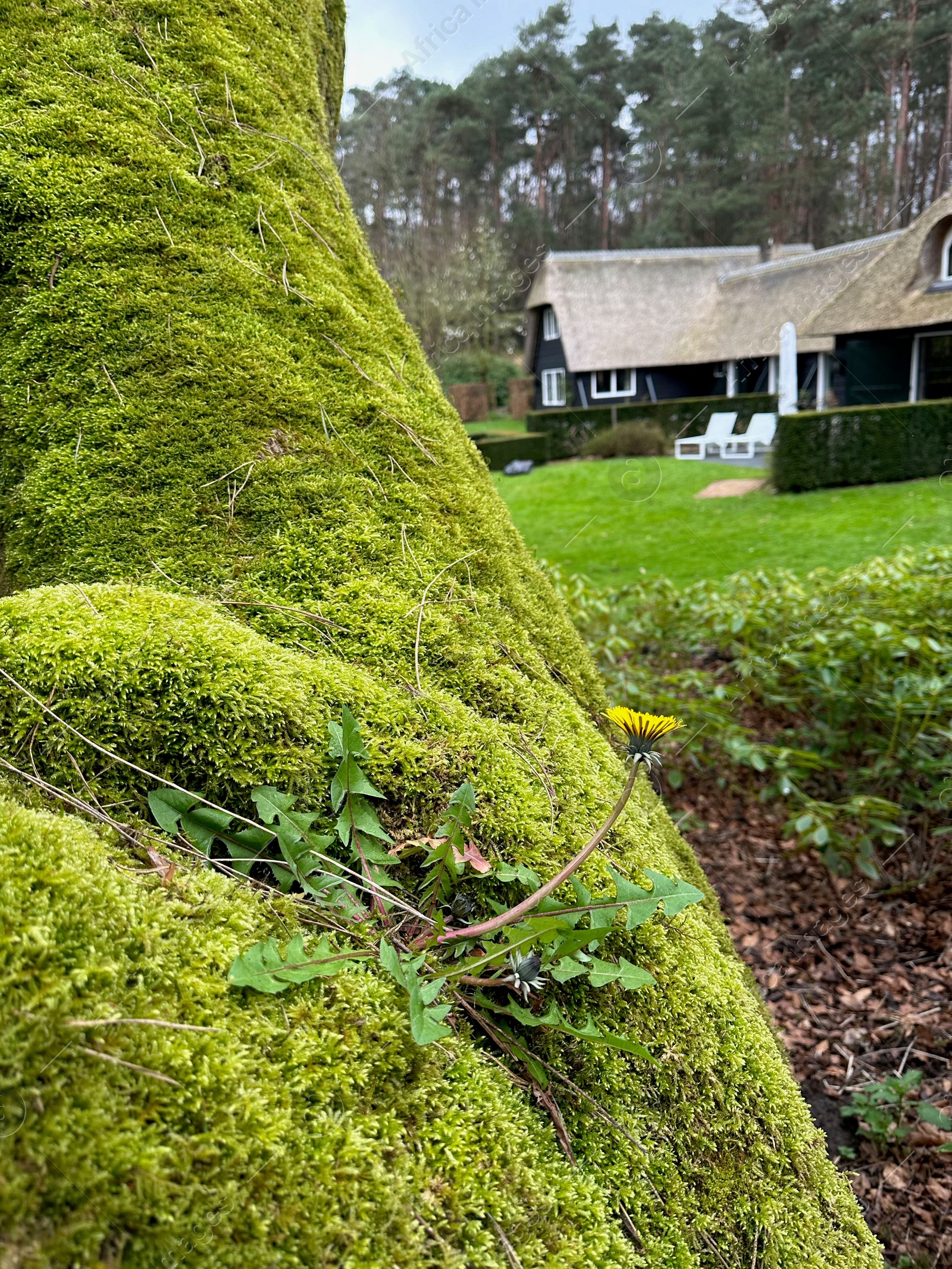 Photo of Bright green moss and beautiful dandelion outdoors