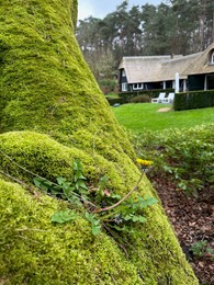 Bright green moss and beautiful dandelion outdoors