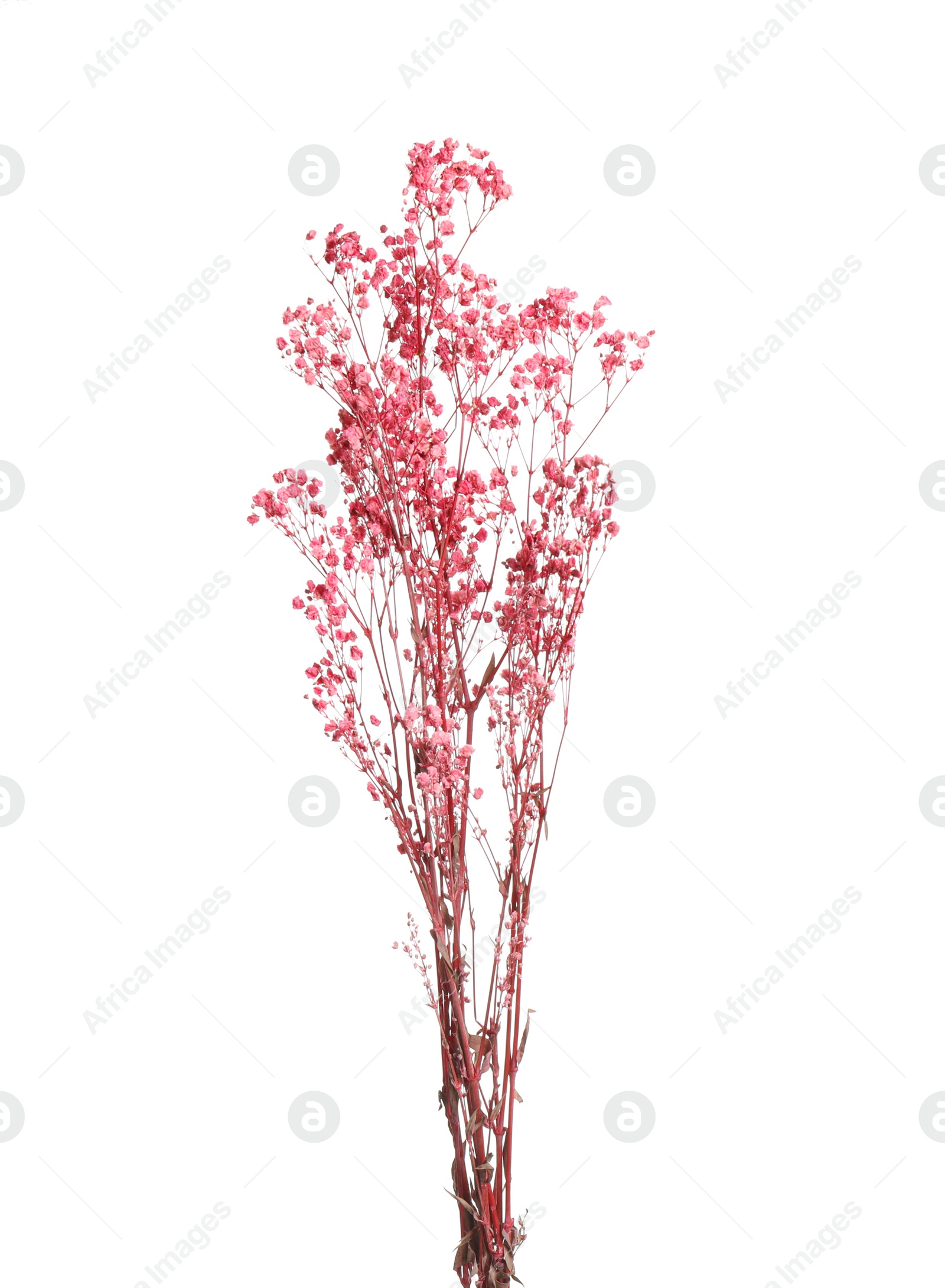 Photo of Beautiful tender dried flowers on white background.