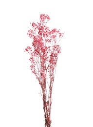 Beautiful tender dried flowers on white background.