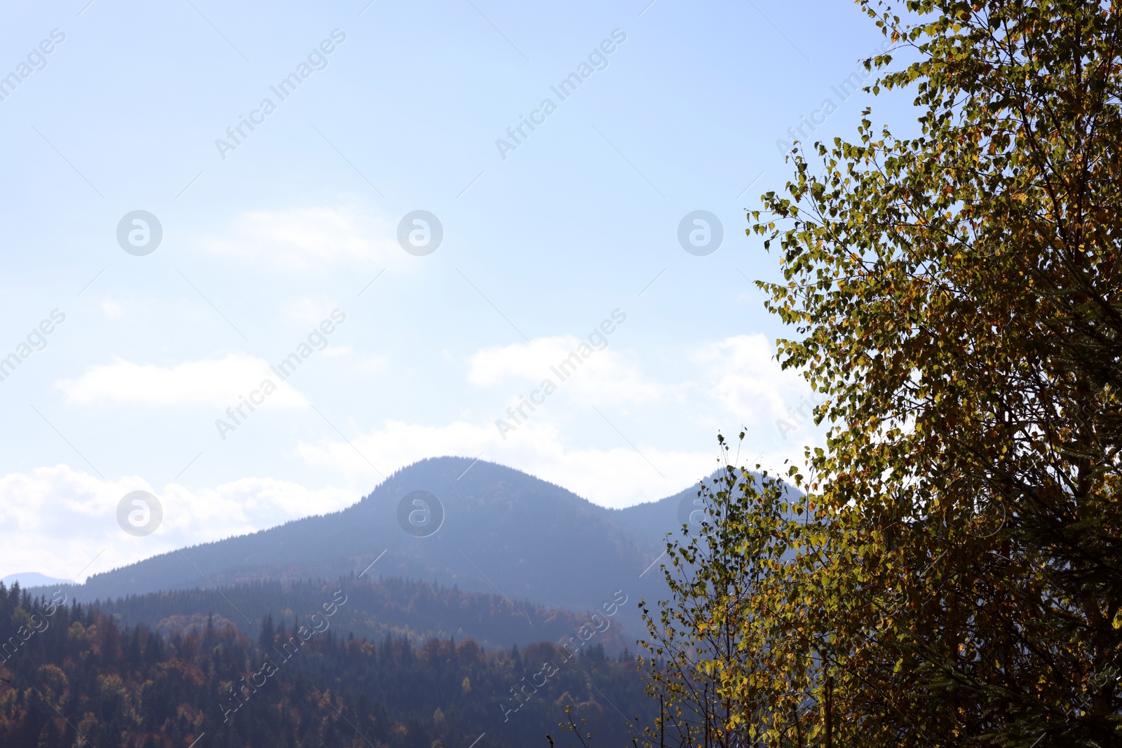 Photo of Beautiful mountain landscape with forest on sunny autumn day