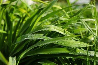 Green grass with water drops outdoors, closeup