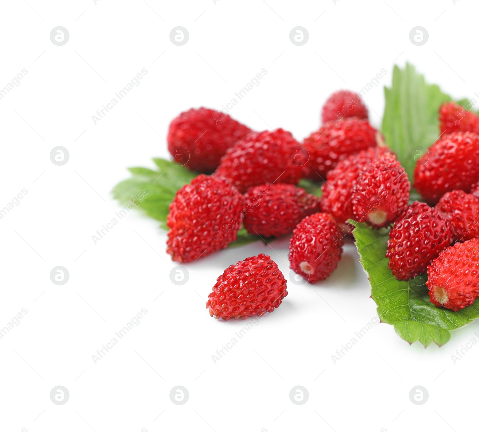 Photo of Ripe wild strawberries and green leaves isolated on white