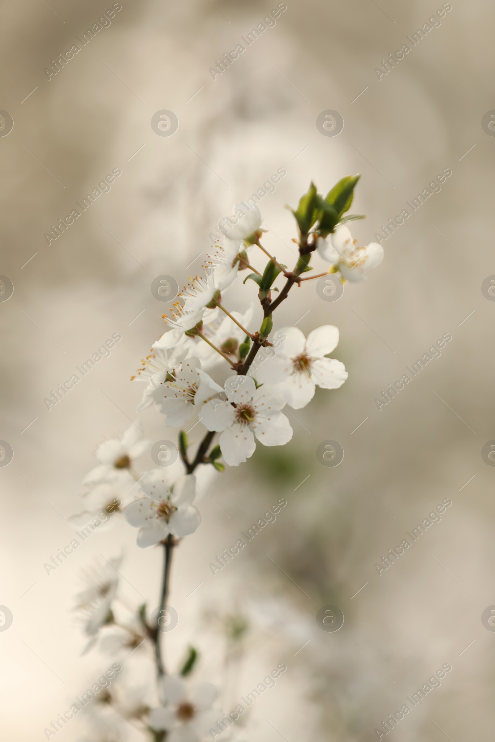 Photo of Closeup view of blossoming tree outdoors on spring day