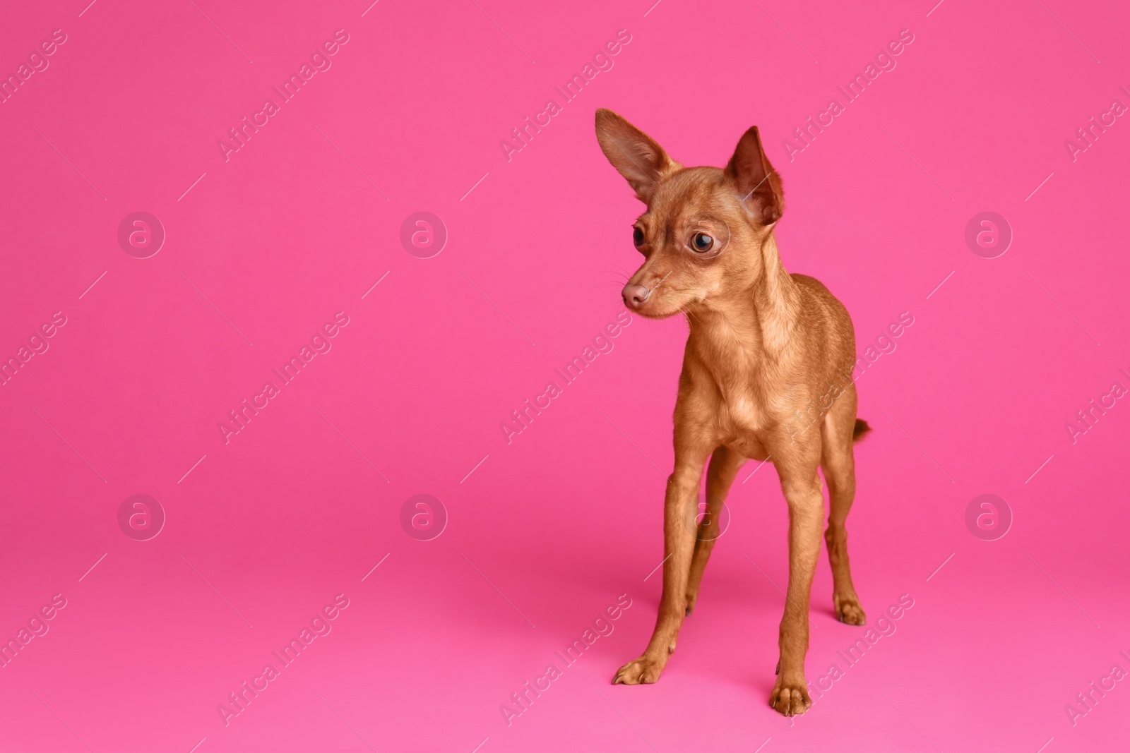 Photo of Cute toy terrier on color background, space for text. Domestic dog