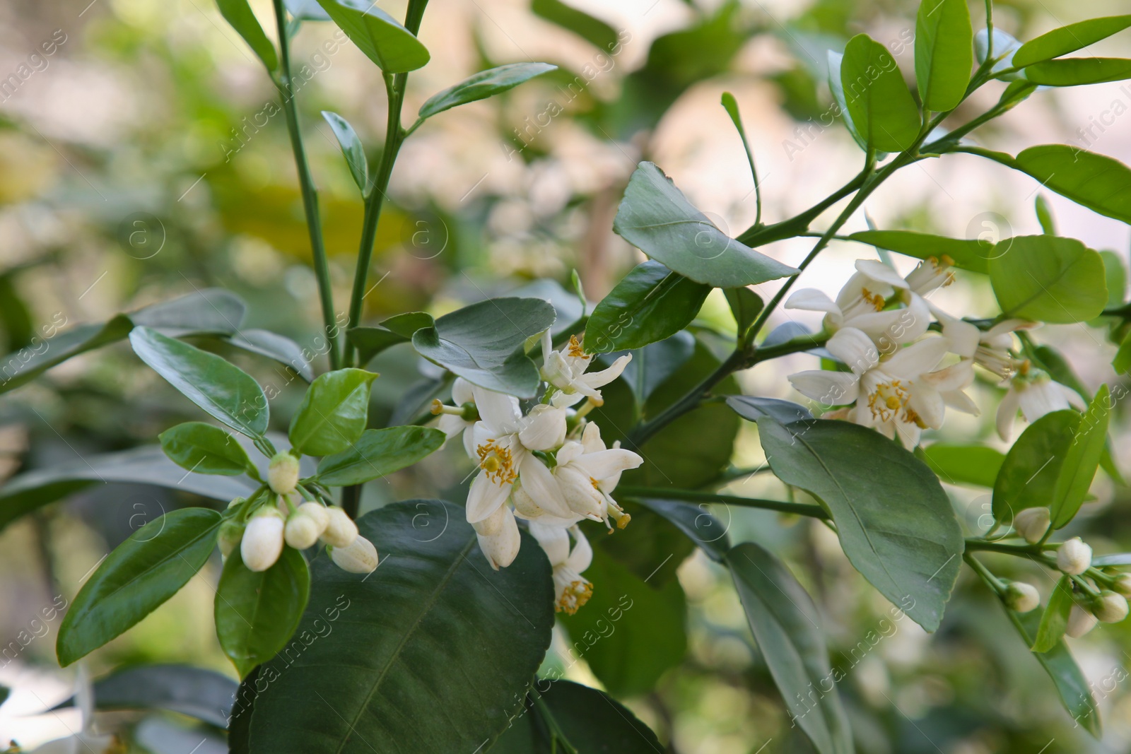 Photo of Beautiful white grapefruit flowers on tree outdoors